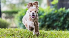 American cocker spaniel (foto): devootee și frumos prieten, deft hunter